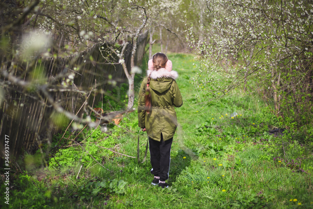 Young teenager girl with a beagle dog in the village. Spring greenery and blooming old garden. Young teenager girl with a beagle dog in the village. Spring greenery and blooming old garden.