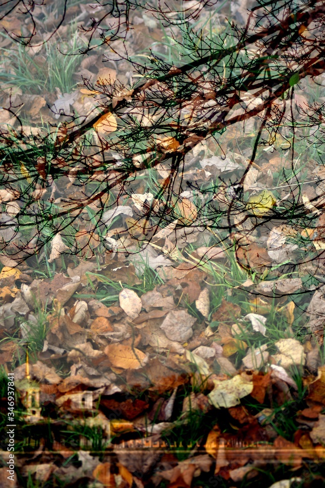 Obraz premium Autumn in the forest. Artistic collage