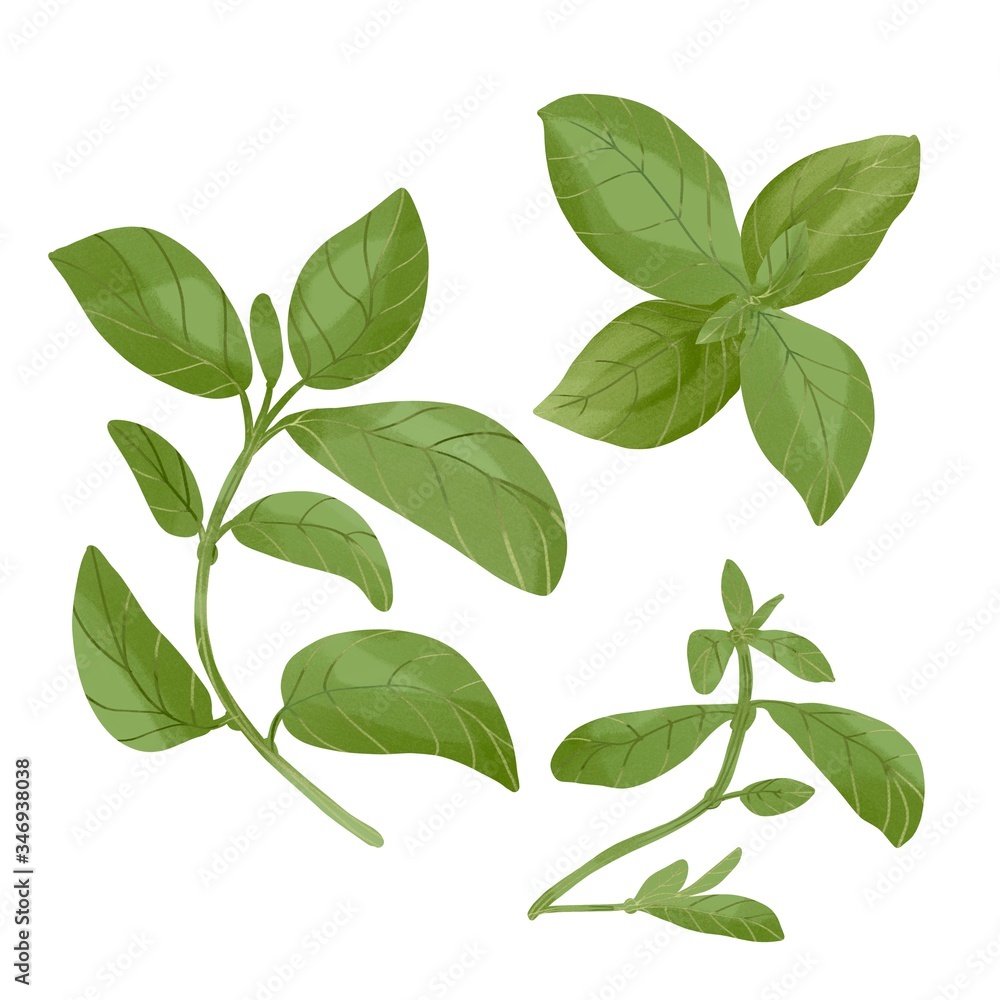 Fototapeta premium Fresh green digital watercolor basil leaves set isolated on white background. Single plant view from above and a group of plants. Eco food illustration.