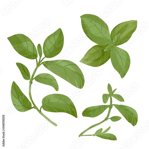 Fresh green digital watercolor basil leaves set isolated on white background. Single plant view from above and a group of plants. Eco food illustration.