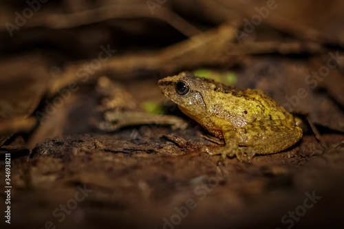 Small Yellow Tree Frog - Small-headed Tree frog on Rainforest leaf in india. is also called as Dendropsophus microcephalus. Frog macro photography photo