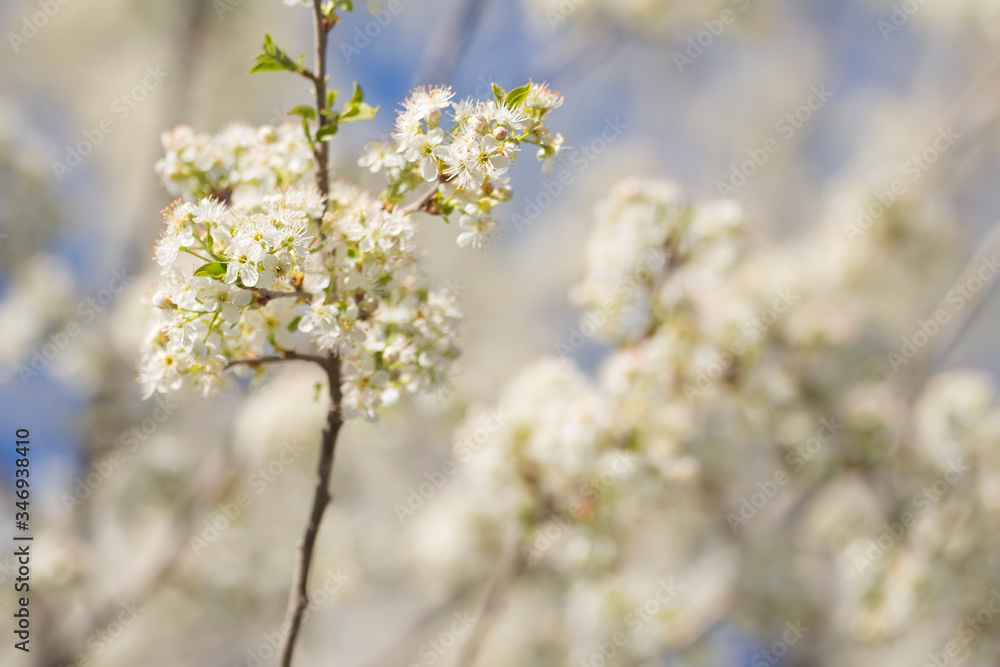 blooming Prunus mahaleb in Crimea blooming Prunus mahaleb in Crimea