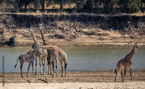 Photography Group of giraffes near river over the sand