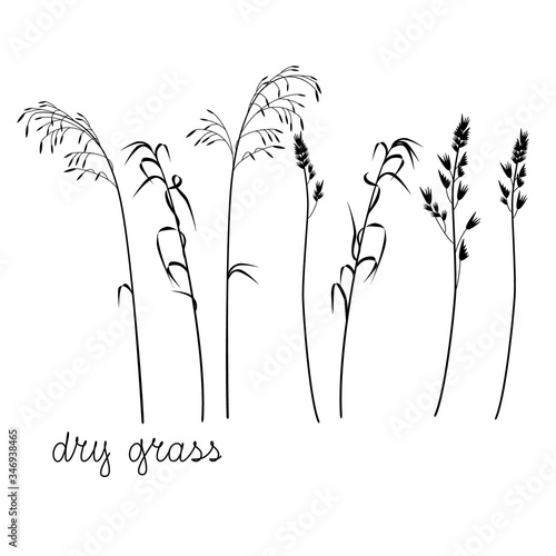 Silhouette of meadow grass on a white background, vector set.