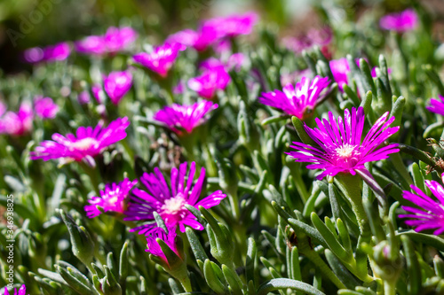 Close-up of the glossy purple-red flowers of the ice plant in bloom  a spreading groundcover. Ground-level view  selective focus  shallow depth of field.