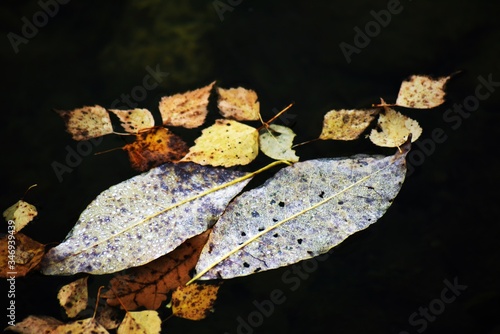 Yellow autumn leaves on water surface © Ekaterina Bykova