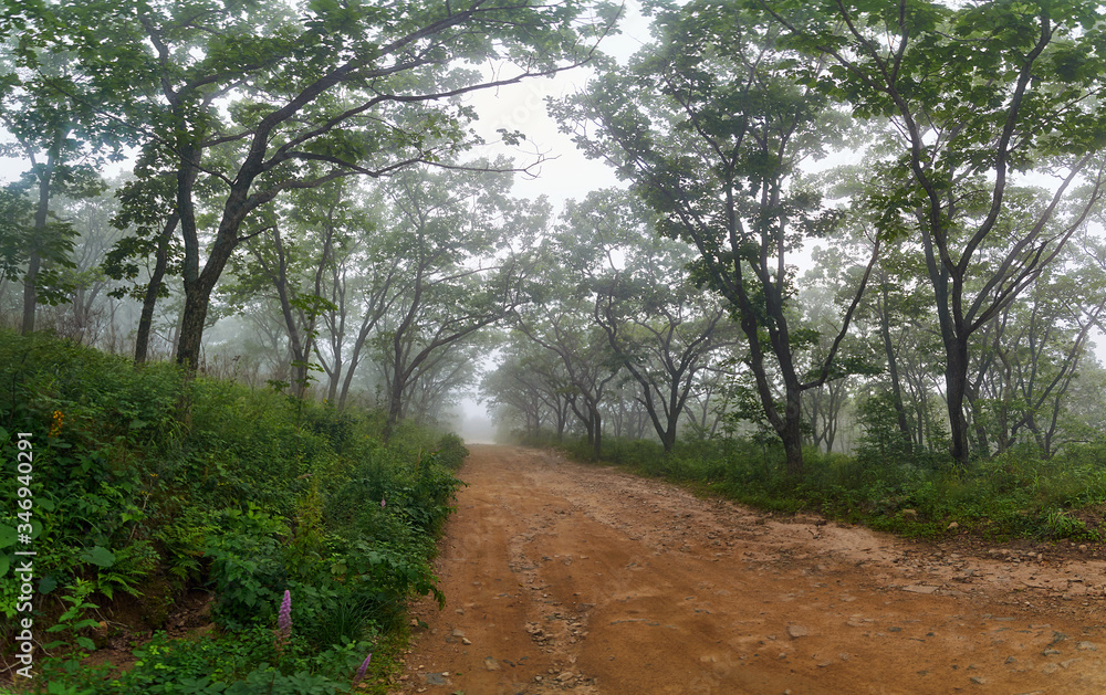 Fototapeta premium Mystic road through foggy forest. Country road in a foggy forest in the early morning in summer.