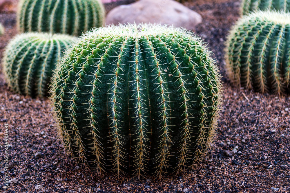 Close up of tropical cactus with thorns Close up of tropical cactus with thorns