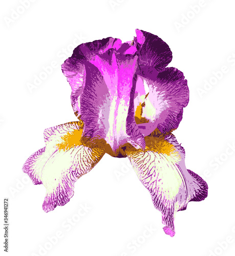 iris