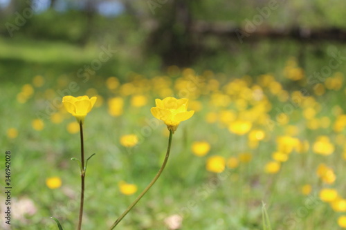 Wild flowers in the field