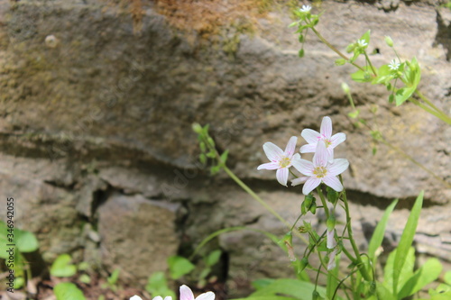 Spring flowers along stone wall