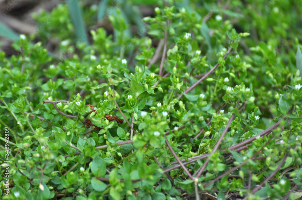 In the spring, Stellaria media grows in nature In the spring, Stellaria media grows in nature