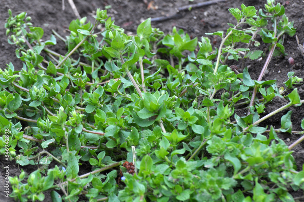 In the spring, Stellaria media grows in nature In the spring, Stellaria media grows in nature