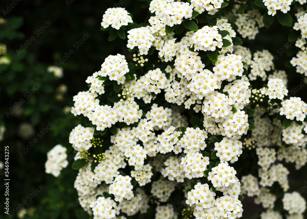 Beautiful blooming white spirea flowers. White spring flowers 3