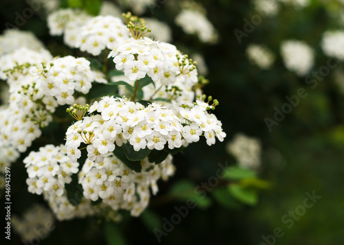 Fototapeta Naklejka Na Ścianę i Meble -  Beautiful blooming white spirea flowers. White spring flowers 2