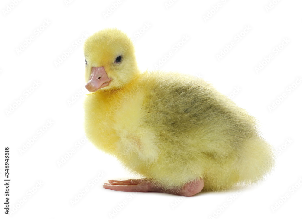 Gosling isolated on white background Gosling isolated on white background
