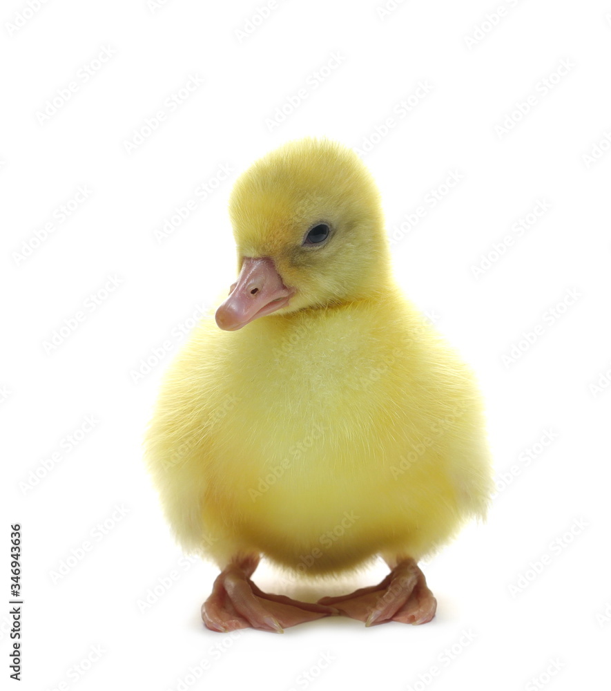 Gosling isolated on white background Gosling isolated on white background