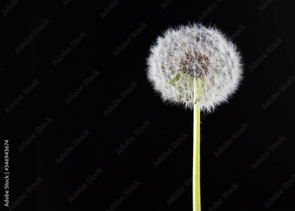 Obraz premium dandelion on a black background