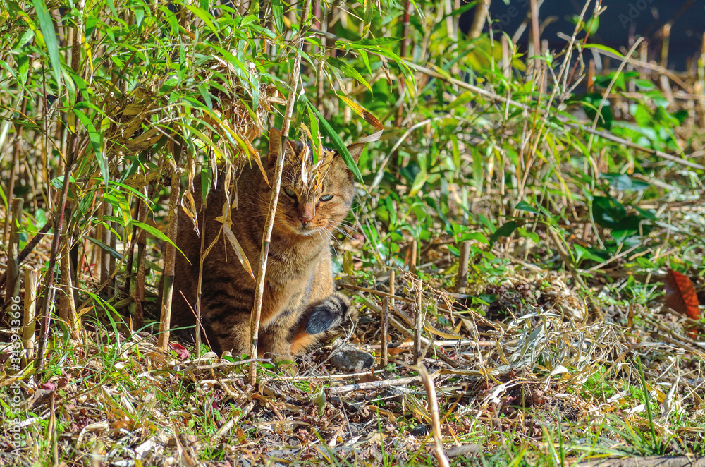 野良猫