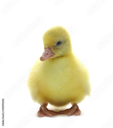 Gosling isolated on white background