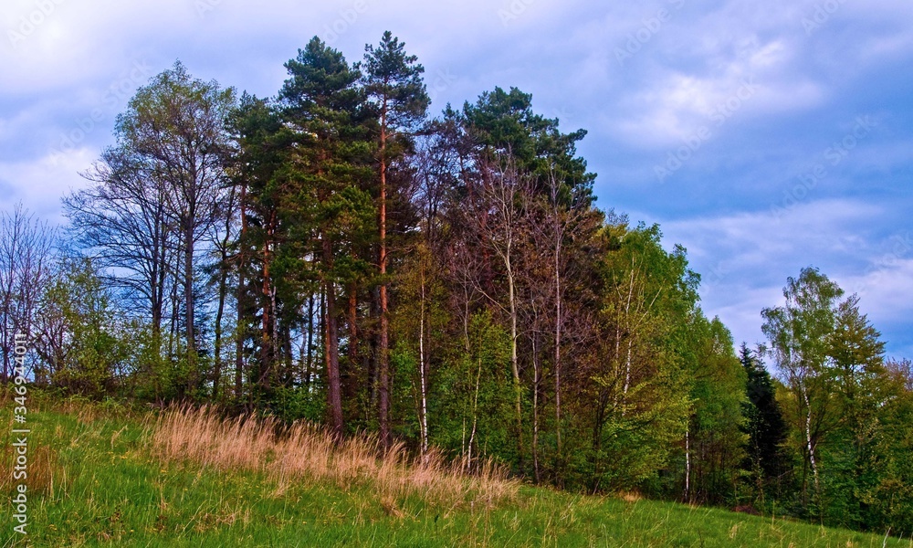 Sosny na wzgórzu Sosny na wzgórzu