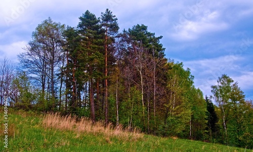 Wallpaper Mural Sosny na wzgórzu Torontodigital.ca