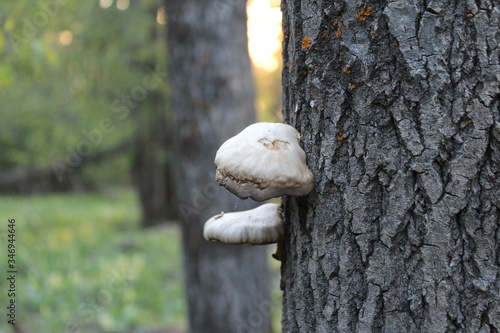 Two ceps on a tree in a forest