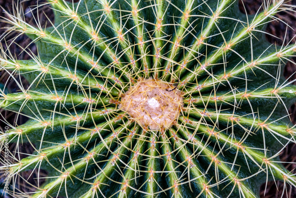 Close up upper view of barrel cactus or rounded cactus with thorns Close up upper view of barrel cactus or rounded cactus with thorns