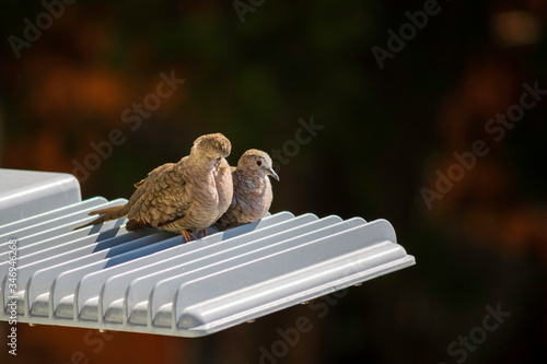 Couple of lovebirds who live in the city, perch on a streetlight, photo