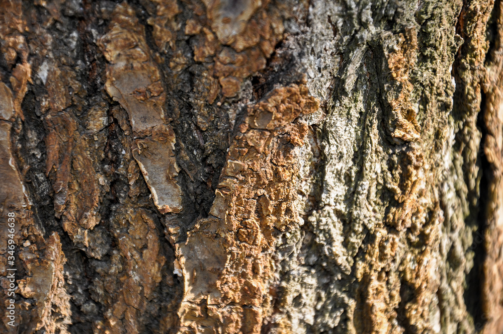 Apricot tree bark lit by sun. Brown bark texture photo. Close up, selective focus Apricot tree bark lit by sun. Brown bark texture photo. Close up, selective focus