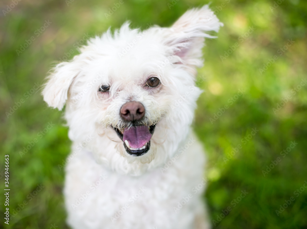 A furry white Poodle mixed breed dog looking up with a happy expression