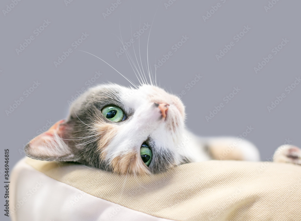 Fototapeta premium A Dilute Calico domestic shorthair cat with green eyes relaxing upside down in a cat bed