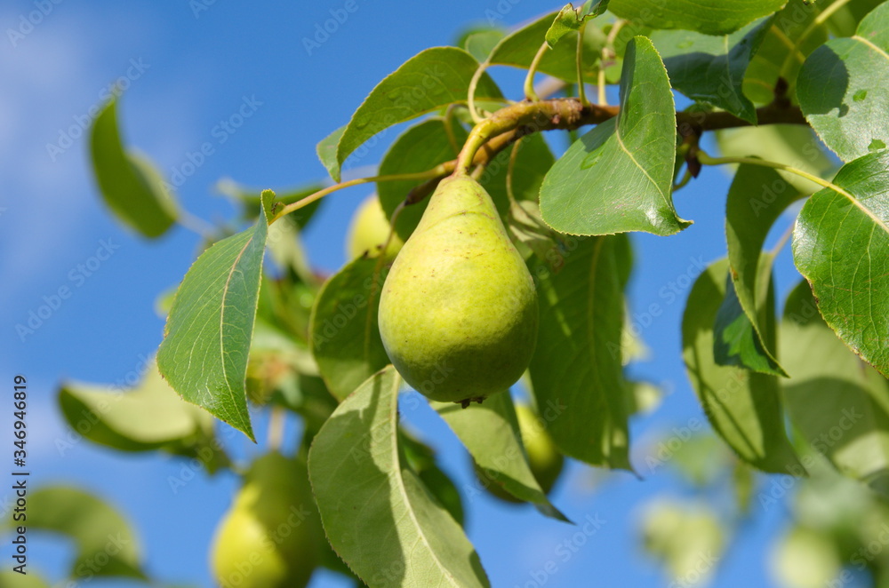 Pear on a tree branch against the blue sky Pear on a tree branch against the blue sky