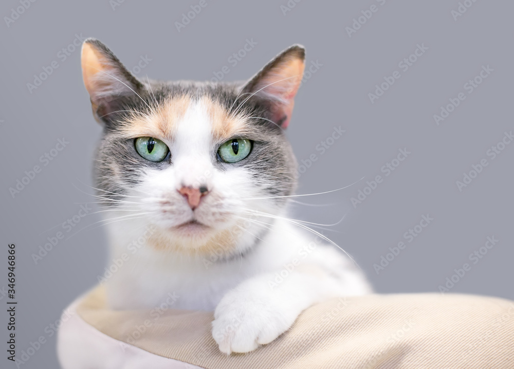 A Dilute Calico domestic shorthair cat with green eyes relaxing in a cat bed A Dilute Calico domestic shorthair cat with green eyes relaxing in a cat bed
