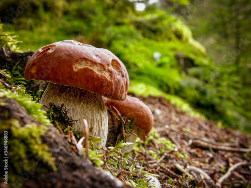 Mushrooms in the forest - Boletus edulis
