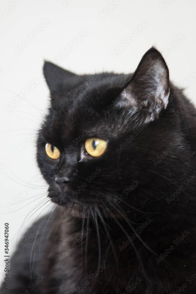 portrait of a black cat looking sideways close up