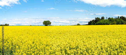 Mustard Seed Field in Full Bloom, Linn County, Mid-Willamette Valley, Western Oregon
