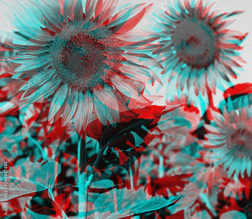Anaglyph effect of sunflowers.