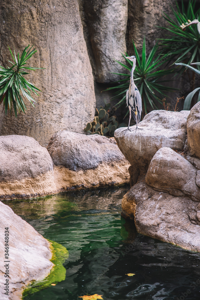 Fototapeta premium Stork On The Stones