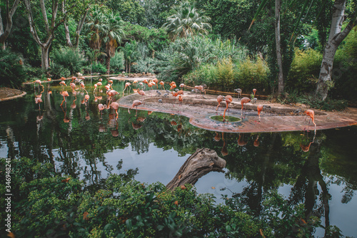 Flamingos by the lake photo