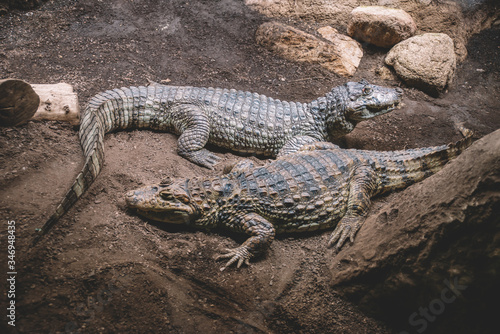 Two Alligators