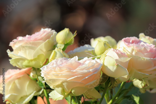 Beautiful roses in the garden. Summer day. Lush bright buds.