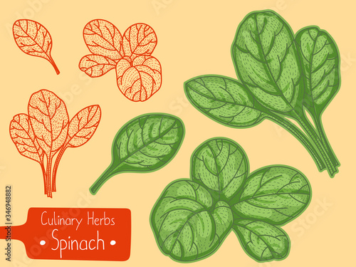 Leaves of food and culinary herb Spinach, hand-draw sketch illustration