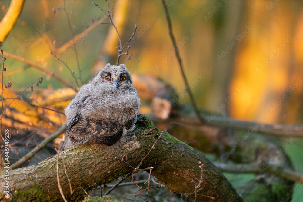 Uhu Küken Jungvogel in freier Wildbahn in der Abendsonne Uhu Küken Jungvogel in freier Wildbahn in der Abendsonne