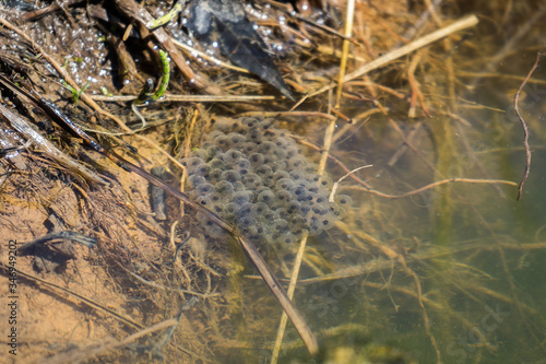 Foto frog caviar in the water. The birth of frog tadpoles in the pond