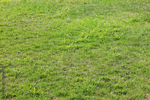Green grass field pattern in bad condition. Grass texture background in need of maintenance, old used patchy green lawn structure