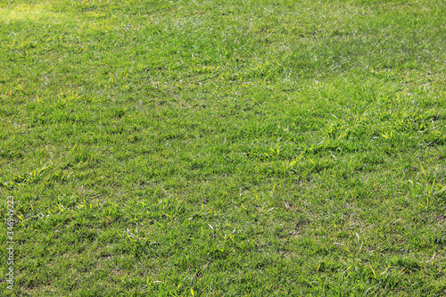 Green grass texture background of damaged bad quality lawn outdoors in the garden. Grassland eco concept design, badly maintained green grass empty field with no people on sunny day 