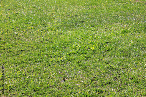 Green grass empty lawn in bad condition. Grass texture background in need of maintenance, damaged patchy green field on sunny day outdoors