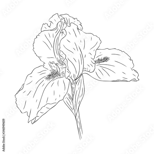 Blooming iris flower. Flower with texture in an outline style. Iris sketch for postcard design. Black and white Botanical vector illustration. Drawn by hand and isolated on a white background.