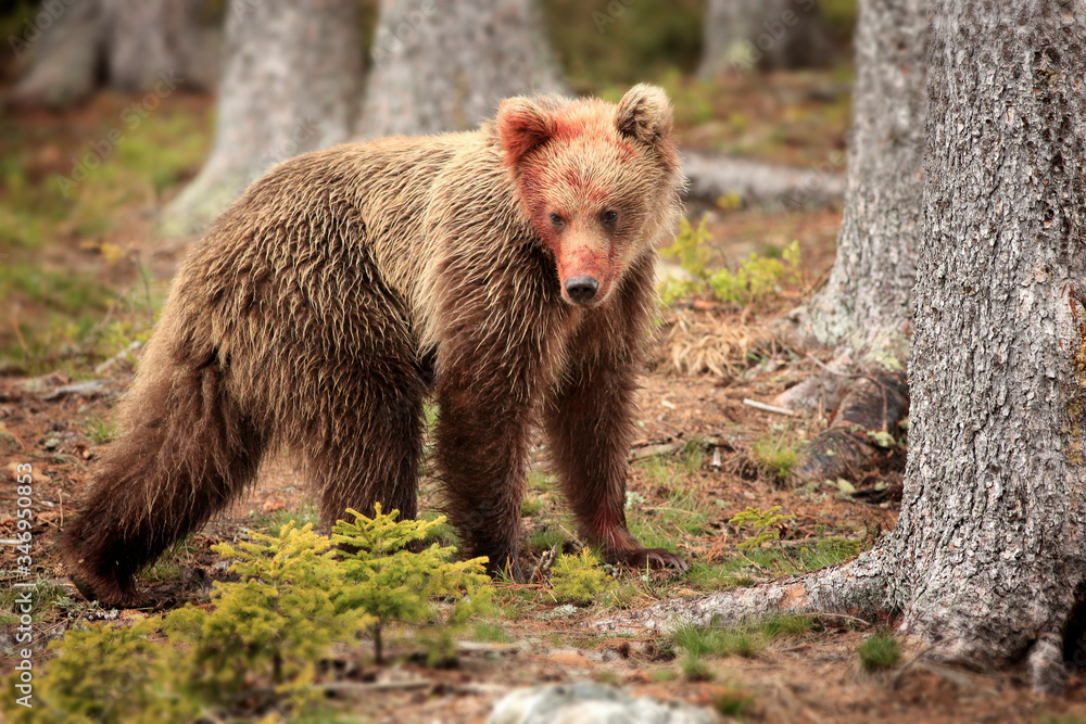 A small and young bear and his gaze.. (Urssus arctos) Wild Brown bear cub close-up A small and young bear and his gaze.. (Urssus arctos) Wild Brown bear cub close-up